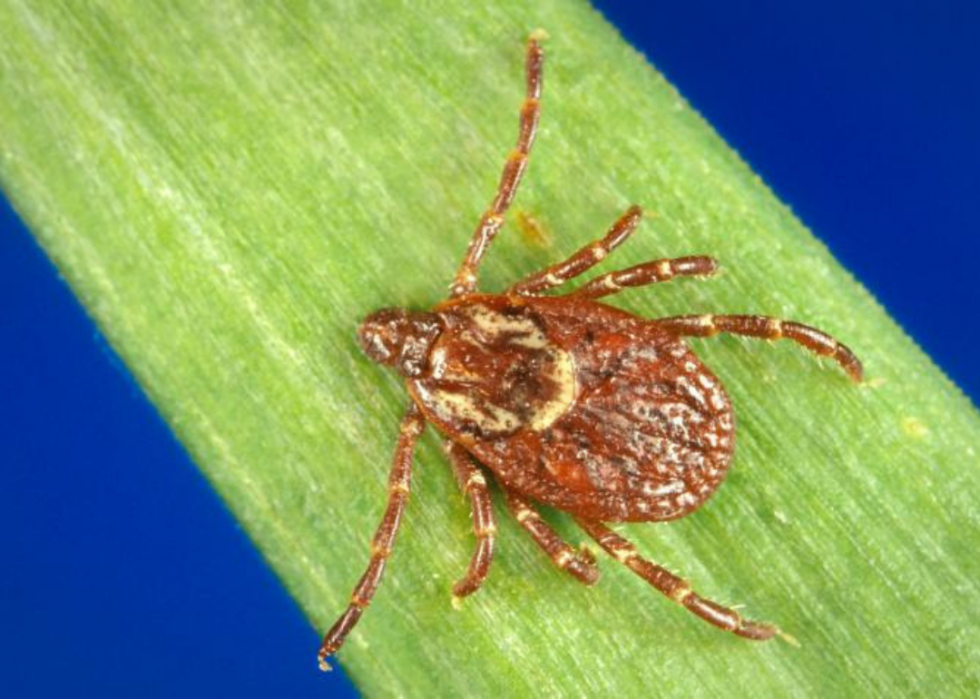 black legged tick identification