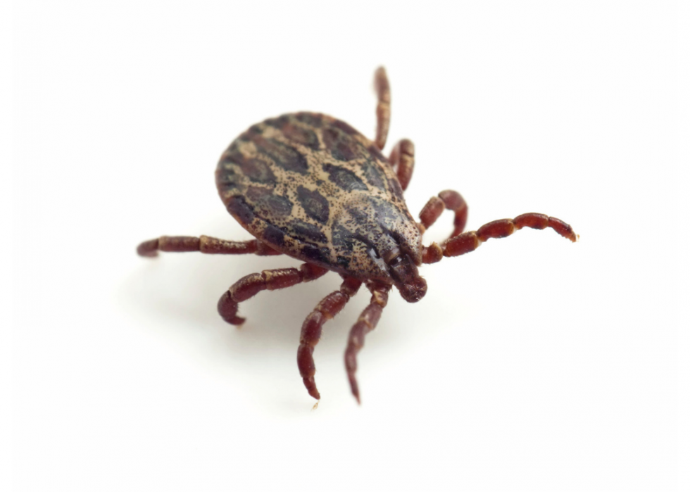 america-s-most-common-ticks-and-how-to-identify-them-stacker