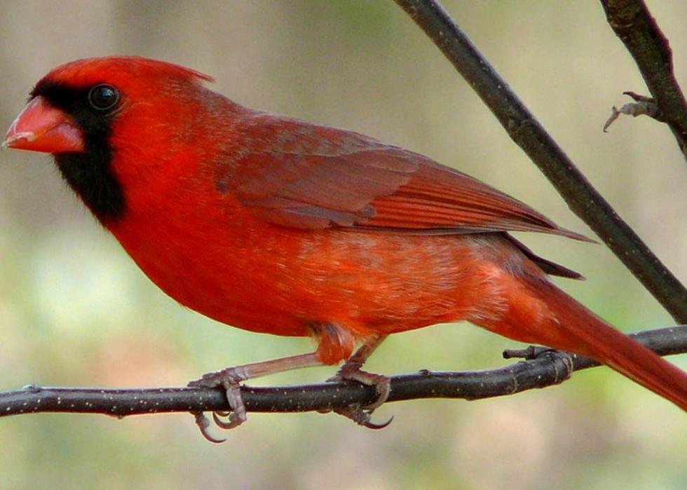 We have a state mammal? Do you know North Carolina’s official state