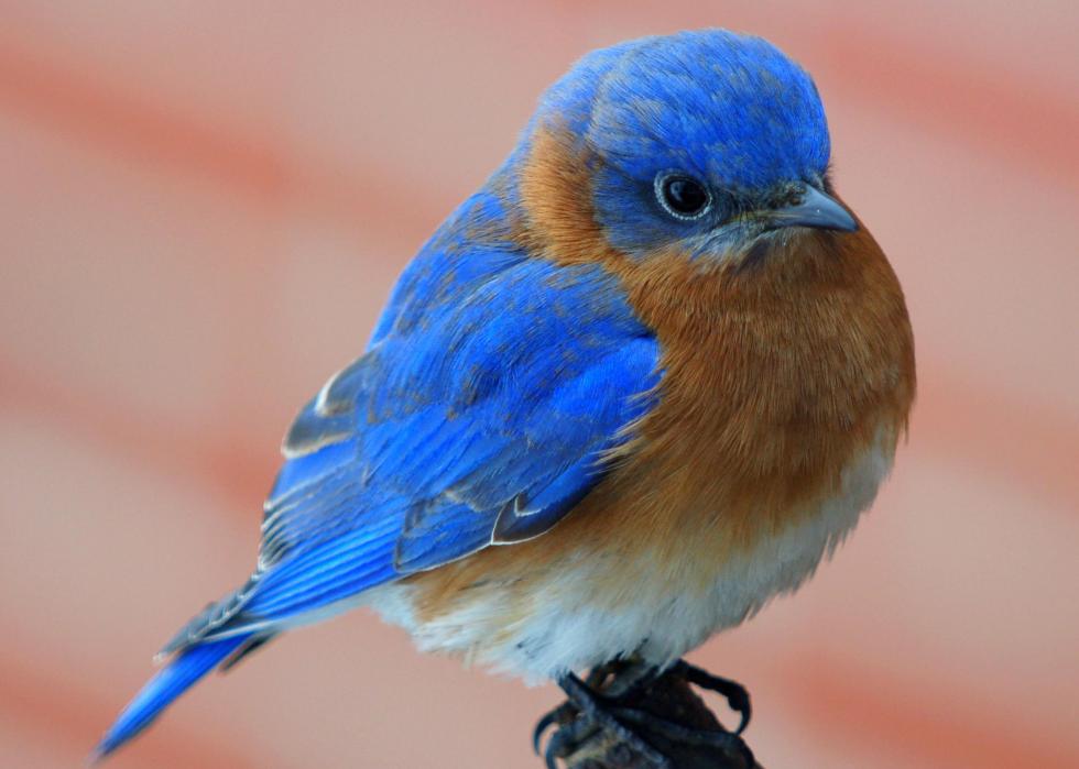 6-birds-that-look-like-bluebirds-eastern-bluebird-2023