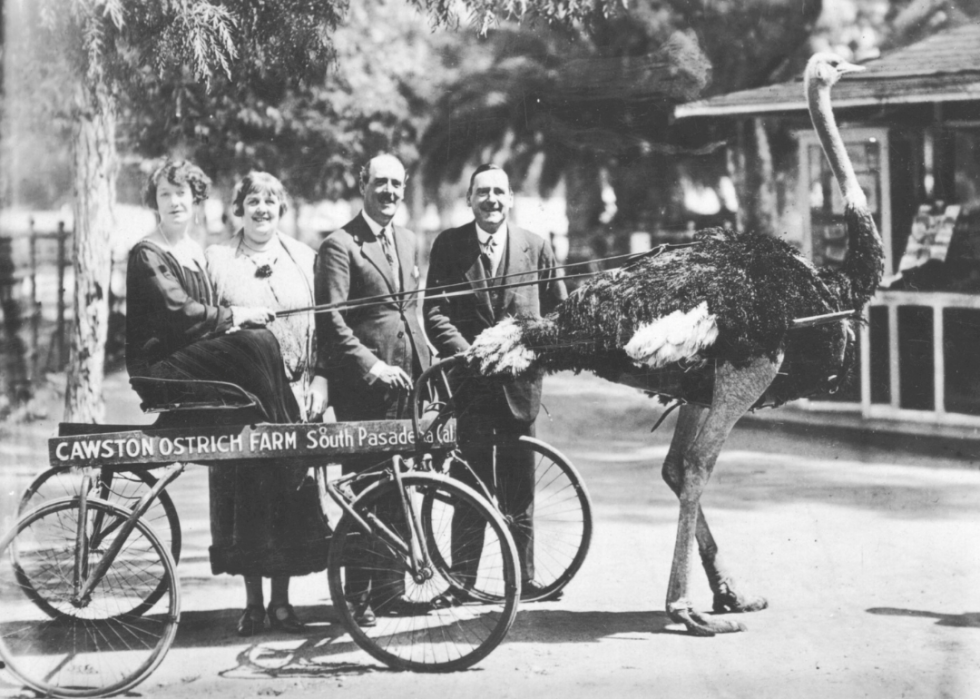 A woman sits in an ostrich pulled carriage while friends look on