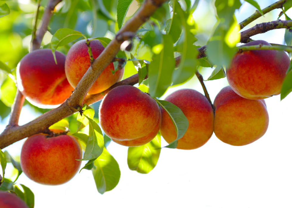 A bunch of peaches hanging from a tree. 