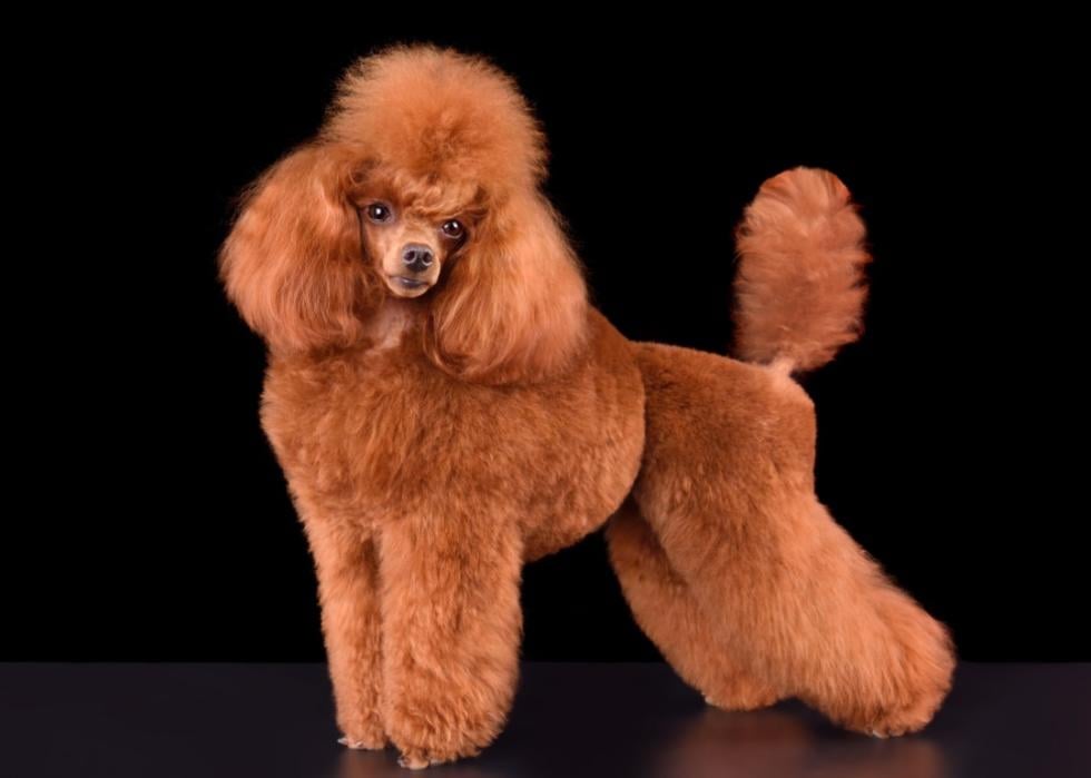 A red-brown poodle standing against a black background.