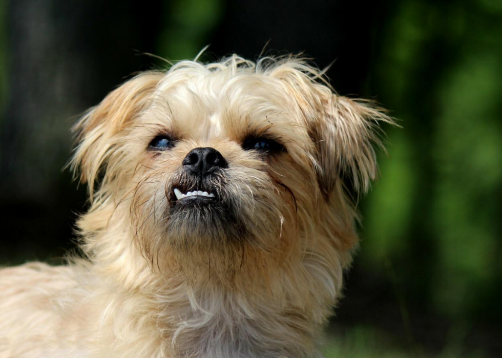 brussels griffon wags its tail