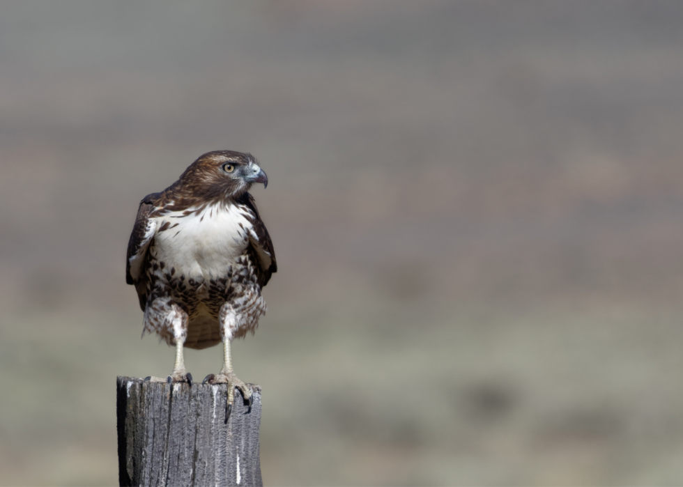 Red-tailed hawk perches on fence near Susanville, California.