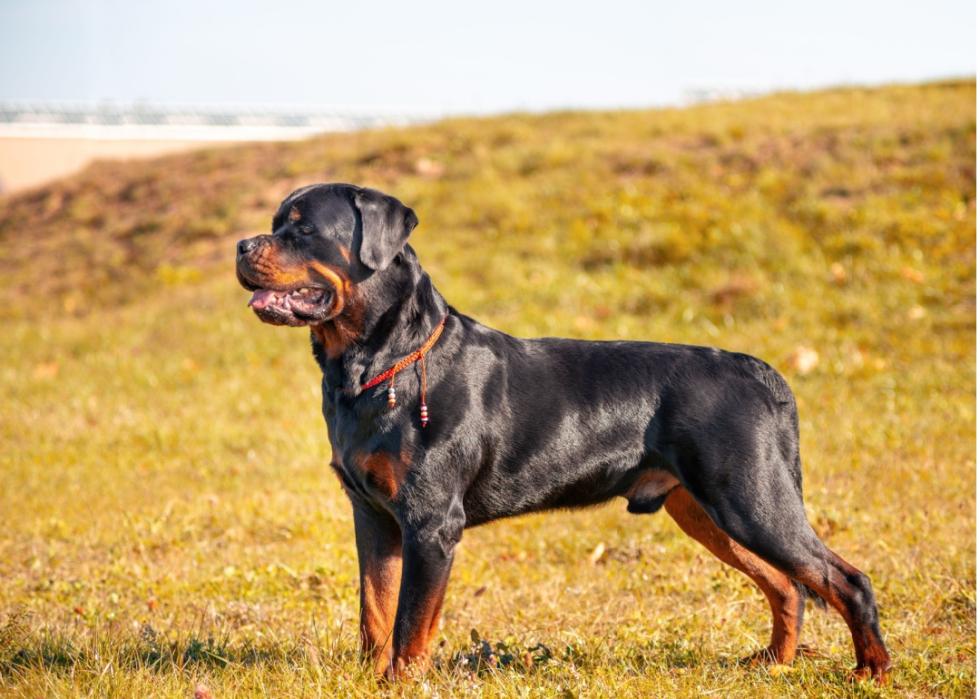 A rottweiler standing in a grassy park.