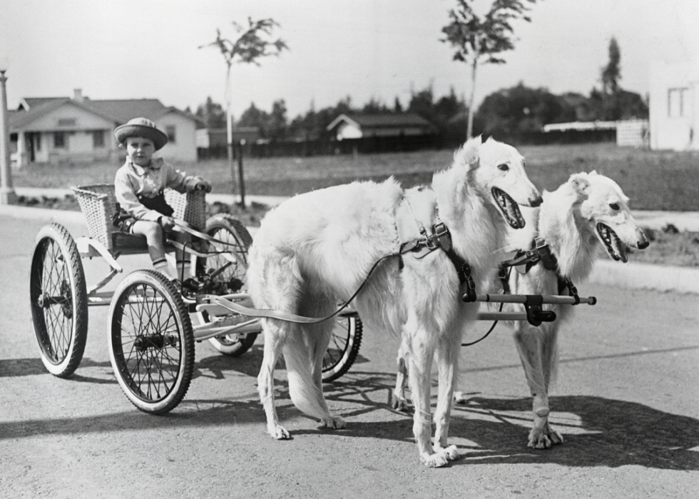 A boy in a small carriage is pulled by two Russian Wolfounds at the Los Angeles Kennel Club