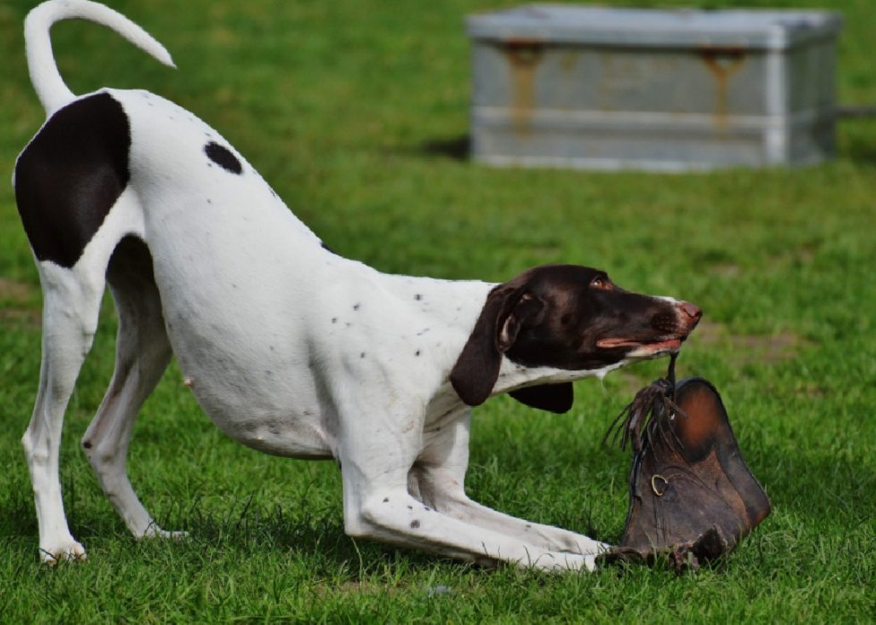 Stories Behind Every Dog Breed That Originated In America Stacker