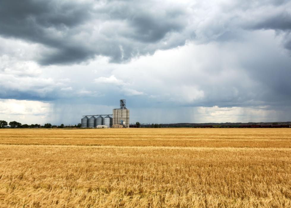 Wheat fields and grain elevator in Sidney with storm clouds overhead.