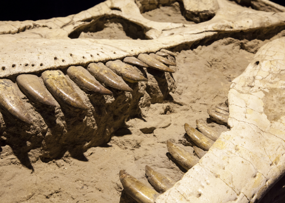 States with the Most Dinosaur Fossils | Stacker