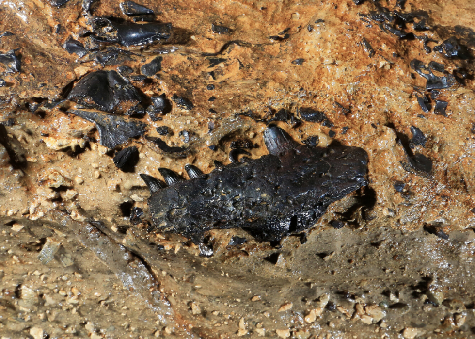 dinosaur valley state park fossils