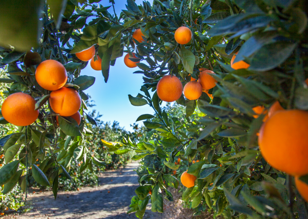 Most valuable crops grown in California | KTLA