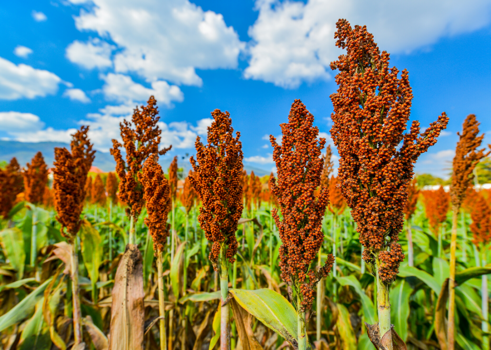 south-african-indigenous-grain-crops