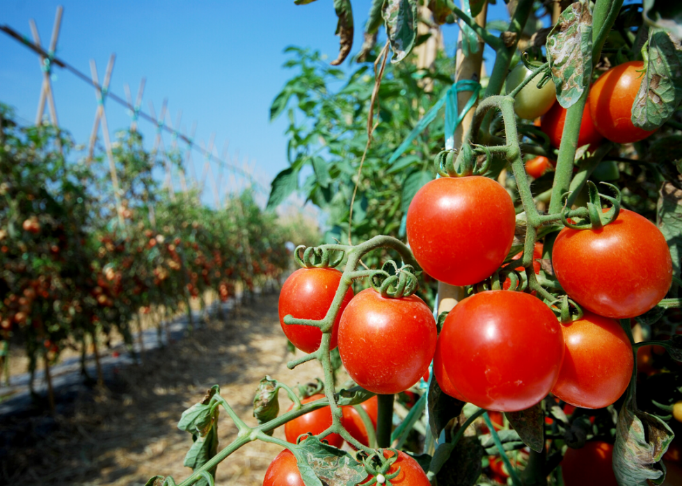 Most Valuable Crops Grown In California KTLA   StatessyrupcornStatessyrupcornslide73BZYC 