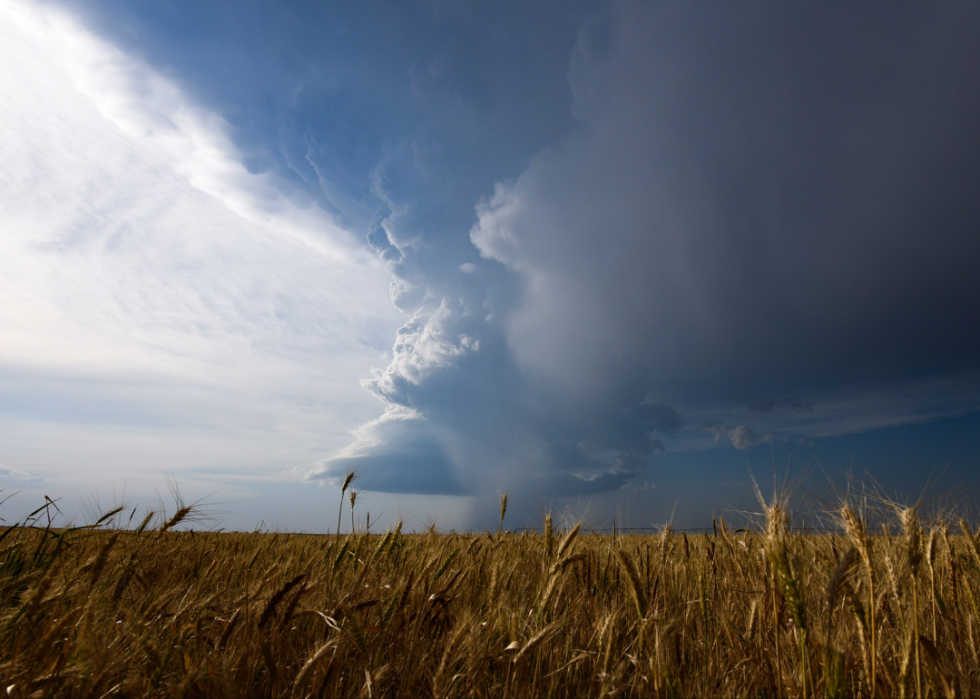 Storm clouds over wheat field. 
