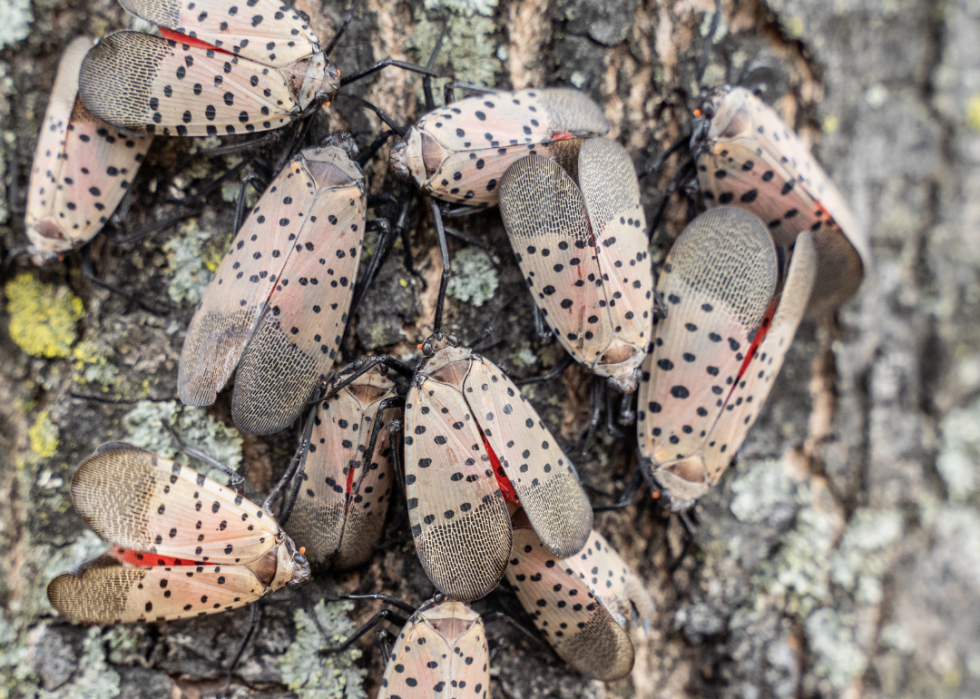 A group of lanternflies sitting on a tree trunk.