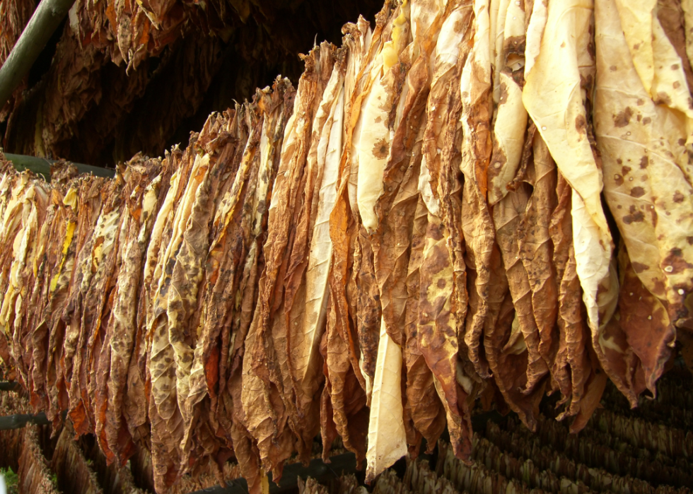 A bunch of tobacco leaves hanging from a rack. 