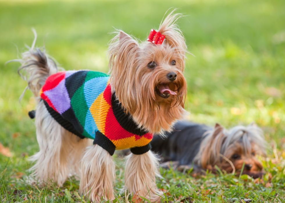 A Yorkshire Terrier in a colorful patterned sweater