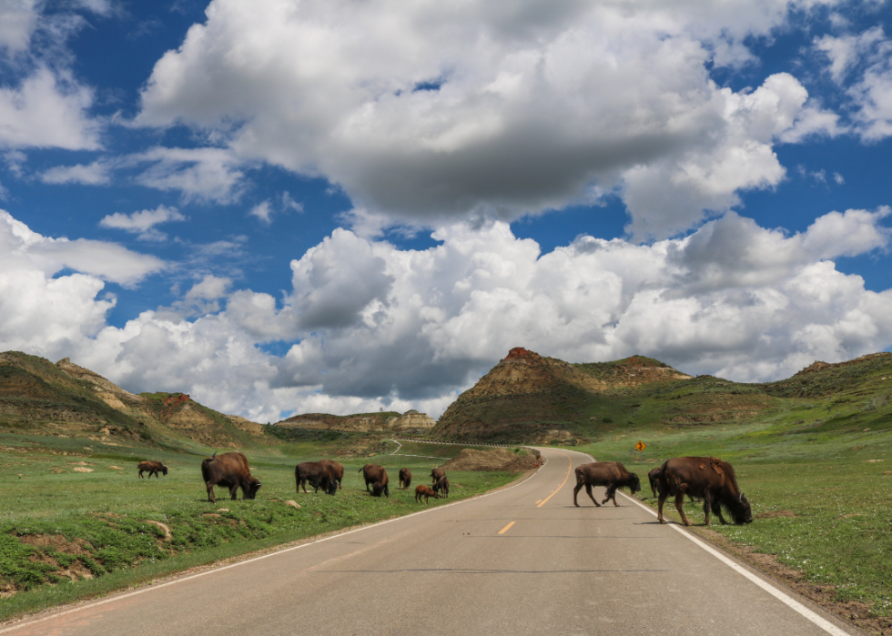 A herd of bison crossing the Scenic Drive in Theodore Roosevelt National Park.