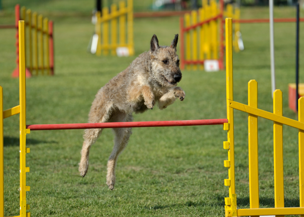 A Belgian Laekenois jumping an obstacle