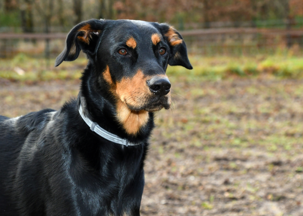 A Beauceron standing at attention