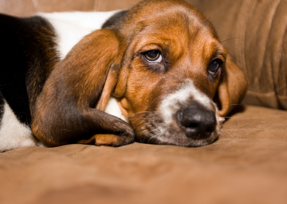 A Basset Hound puppy lying on a couch