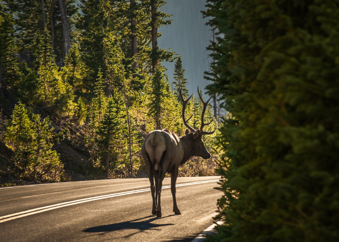 A bull elk walking on a highway in Rocky Mountain National Park.