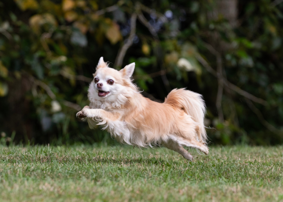 A Chihuahua mid-leap