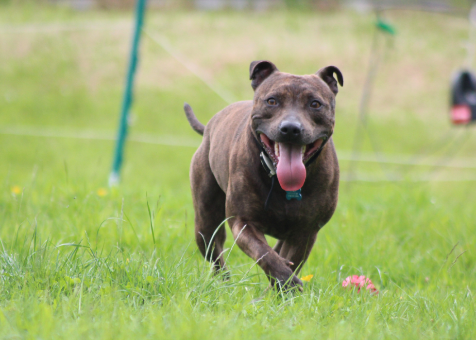 A Staffordshire bull terrier running with its tongue out