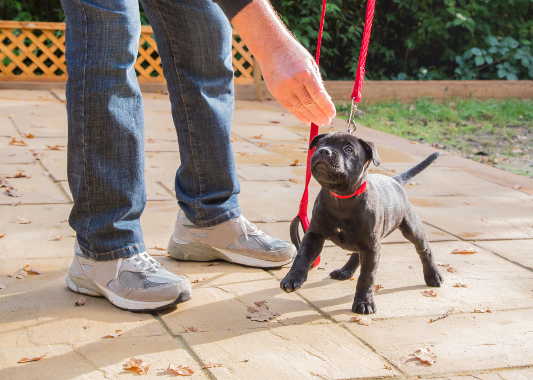 A Staffordshire Bull Terrier puppy with a red collar and red leash being trained by a person holding a treat.