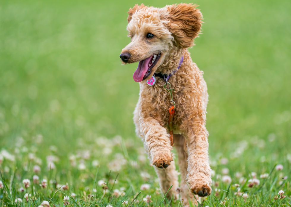 A Poodle running on a bright green lawn