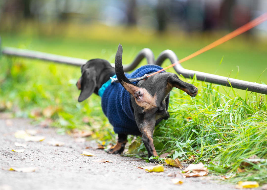Dachshund puppy in a knitted dark blue sweater peeing while on a walk.