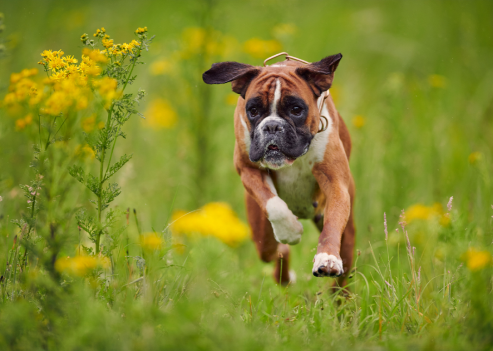 A Boxer dog running through fresh grass