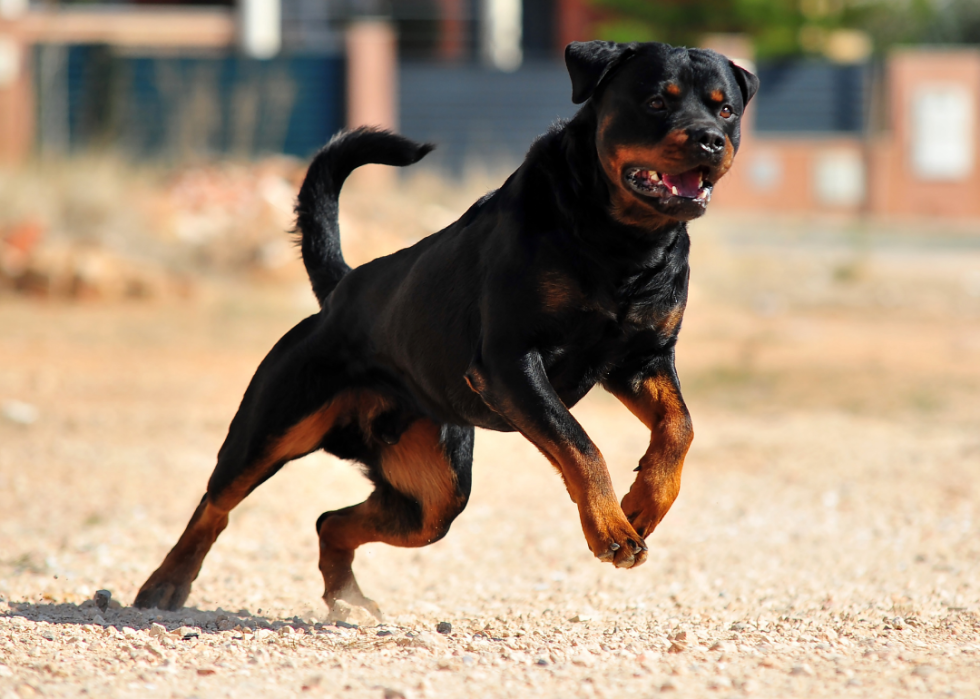 A Rottweiler leaping into action