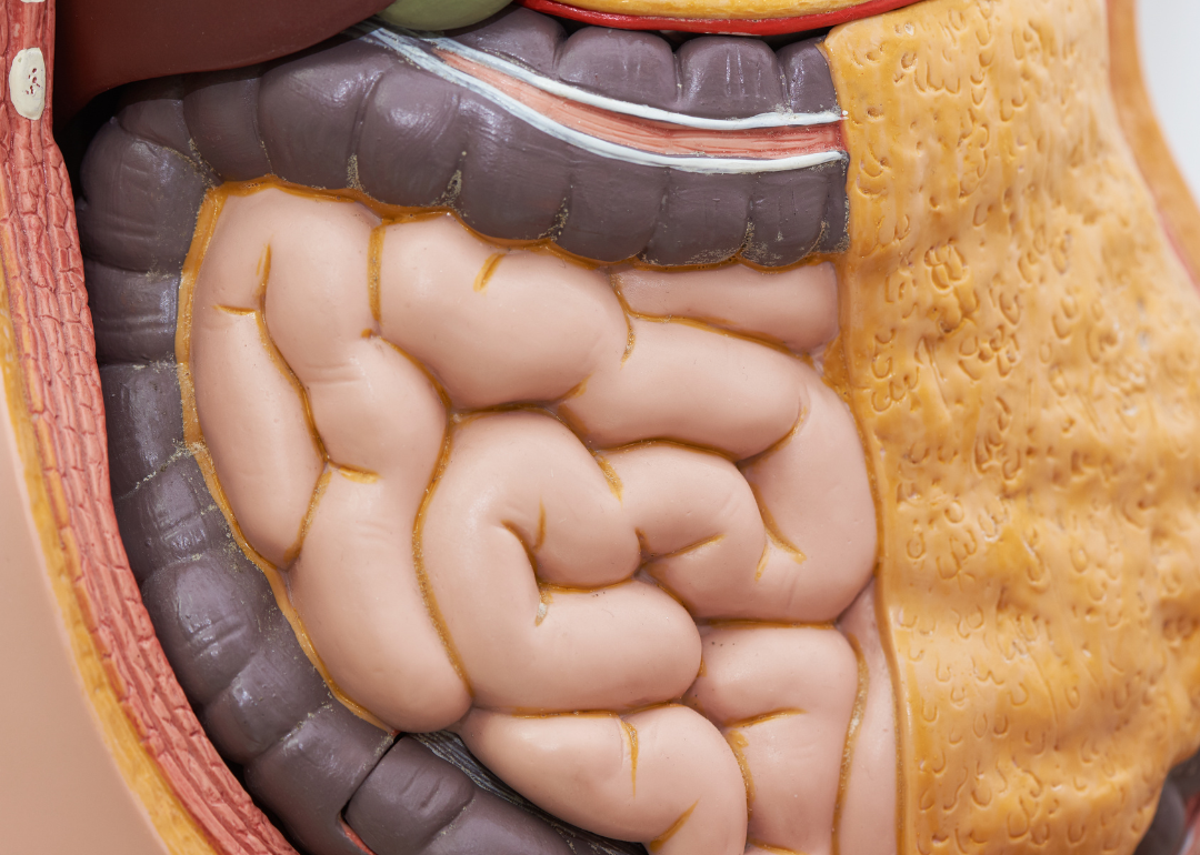 Small intestines on a medical model.