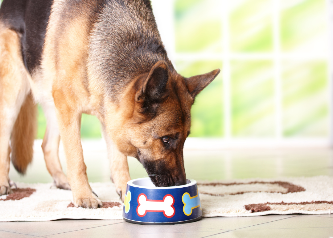 A dog eating food from a bowl