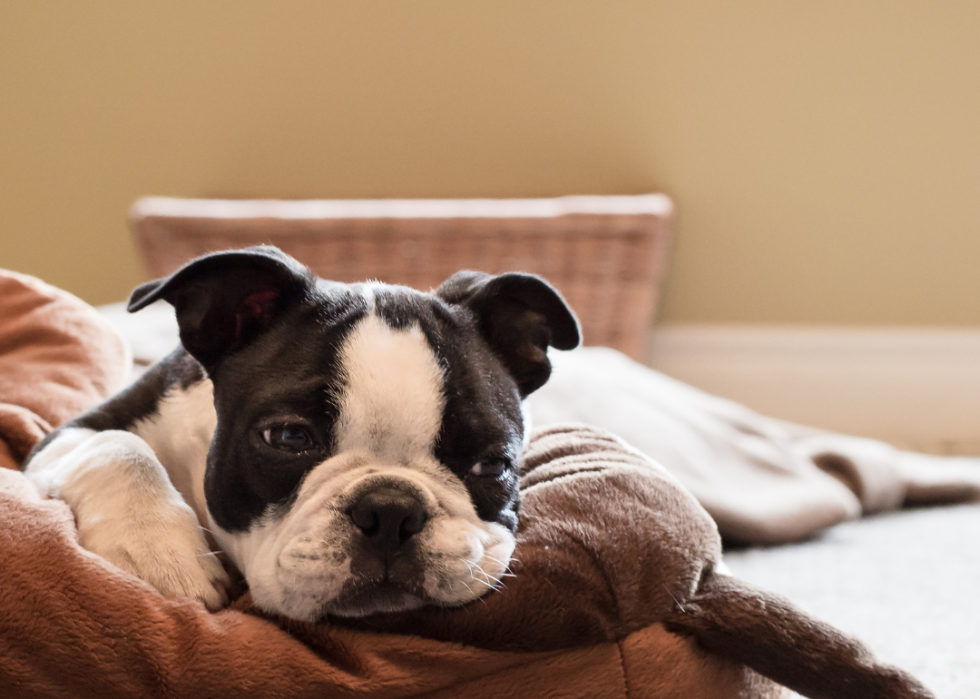 A Boston Terrier puppy in a dog bed