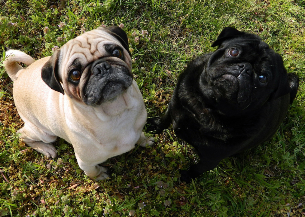 Two pugs looking up at the camera