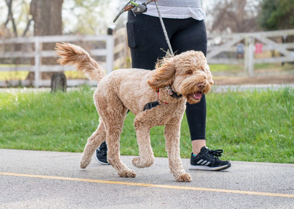 A poodle walking on a leash