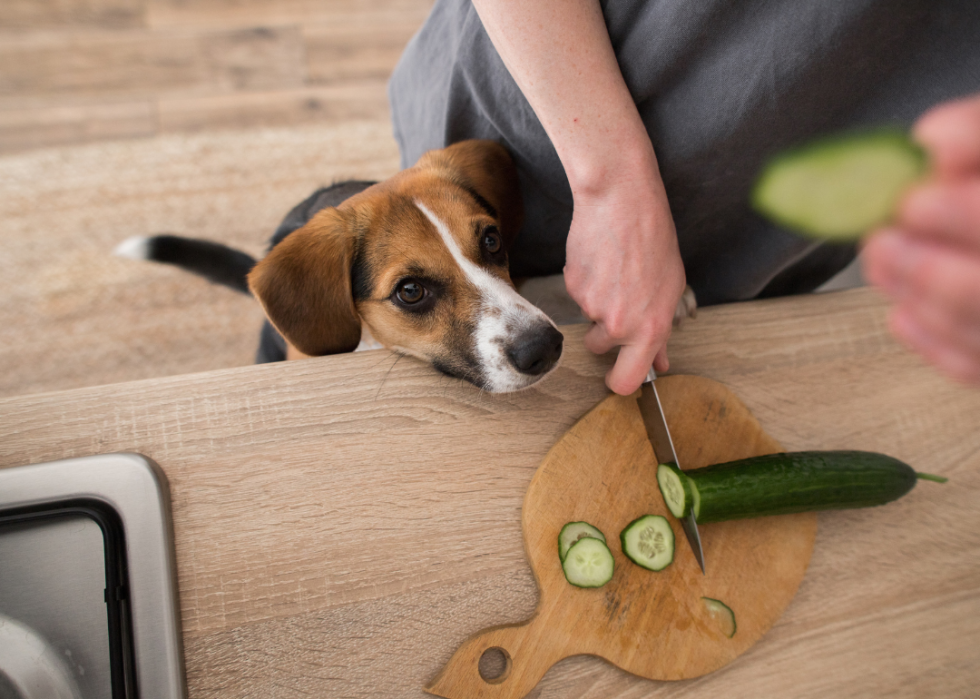 A pet owner cutting cucumber for their dog