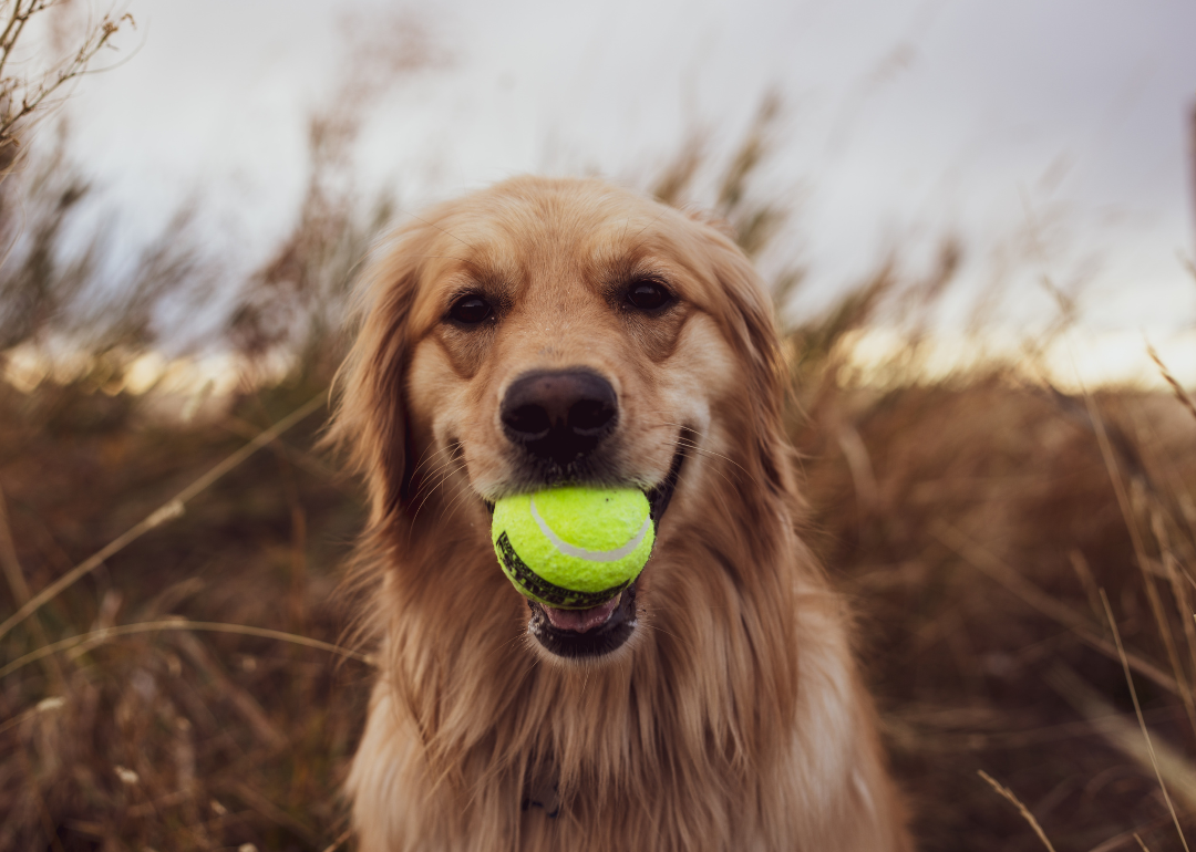A Golden Retriever with a tennis ball in its mouth
