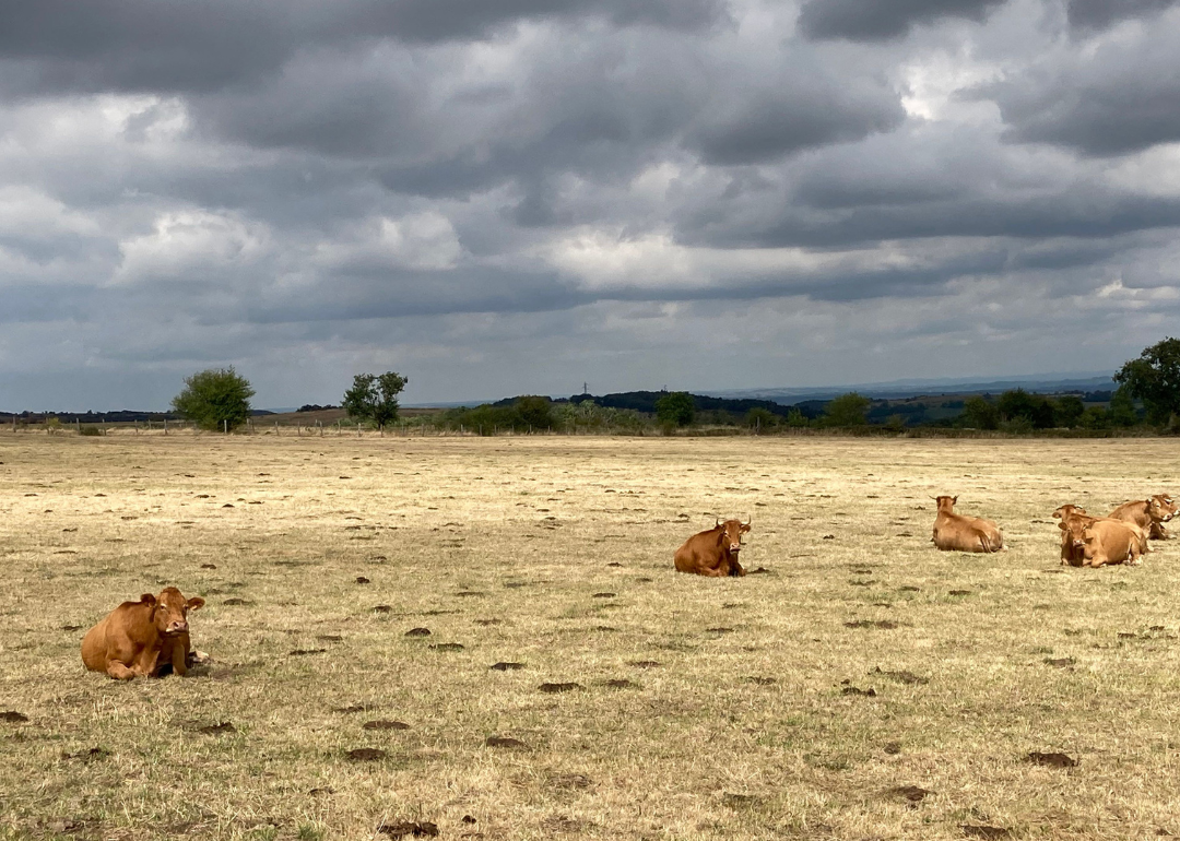 A herd of cows in a dried meadow following a heatwave in Vensat, France