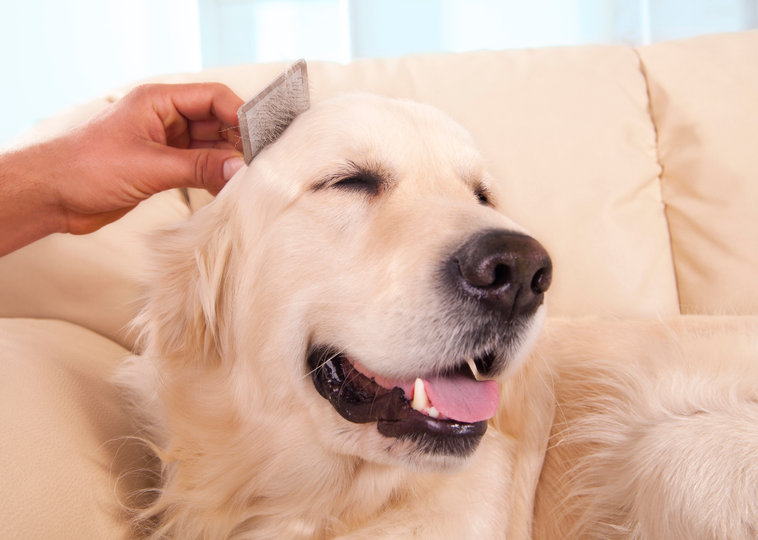 A dog being brushed at home