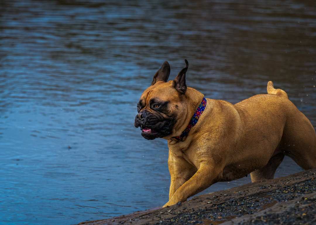 A large bullmastiff running along a lake shore at the off leash area at Marymoor Park in Redmond.