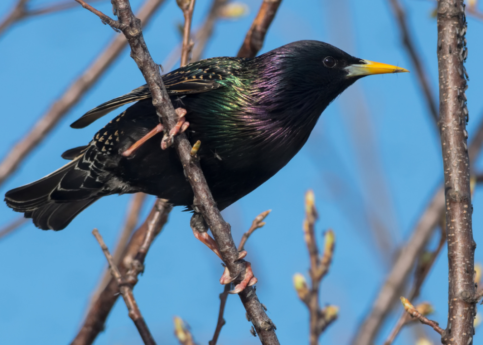 A European starling perched on a branch.
