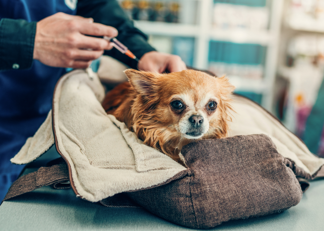 A small dog getting a vaccine