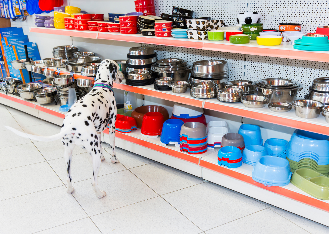 A Dalmatian in a pet store picking a new bowl