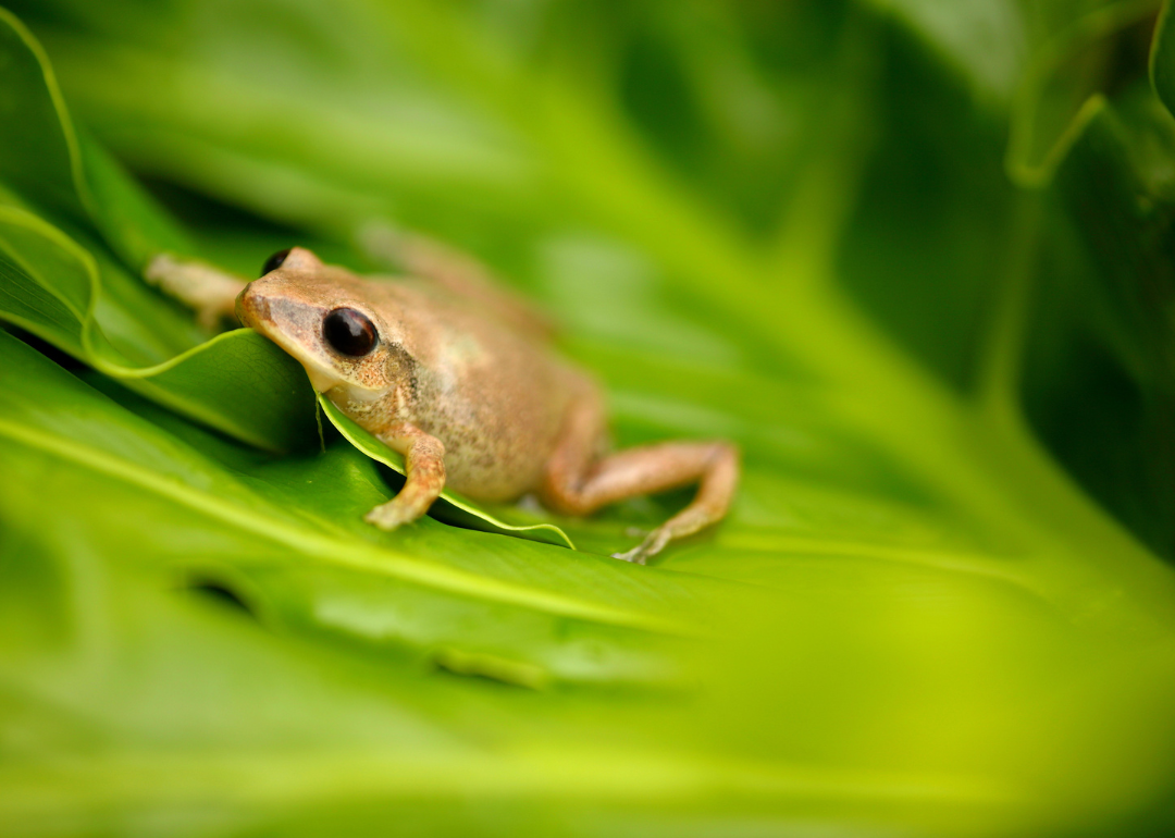 A Coquí frog sitting on a leaf.