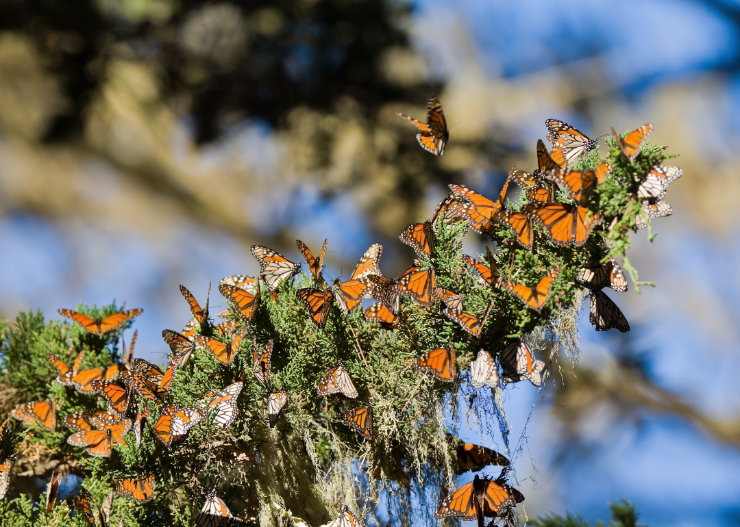 Monarch butterflies clustering together on pine and eucalyptus trees during their migration to overwinter in Monarch Grove Sanctuary, Pacific Grove.