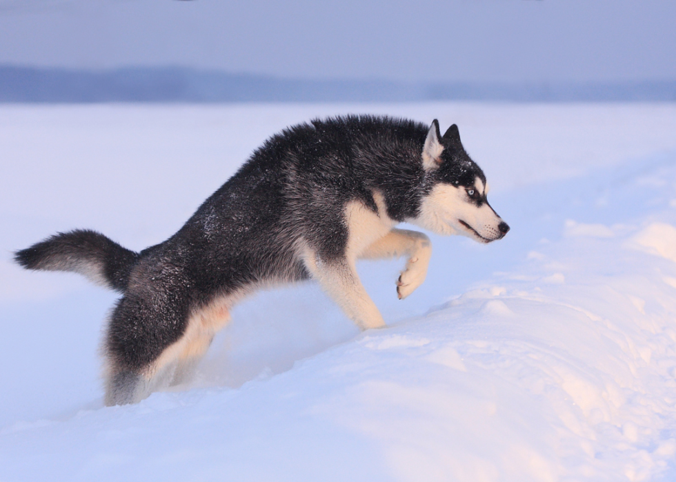 A Siberian Husky mid-leap in the snow